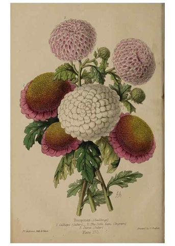 Reproducción/Reproduction 32729713698: The florist, fruitist, and garden miscellany.. London :Chapman and Hall,1852-. 