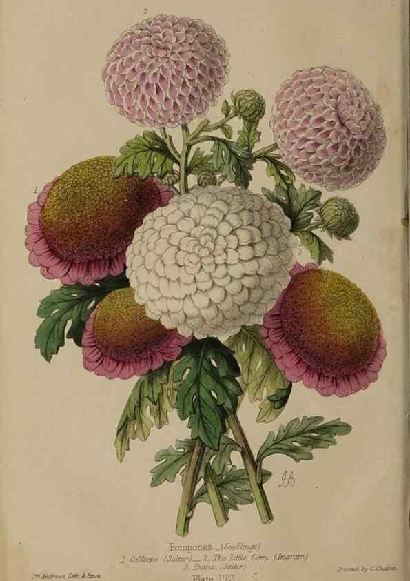 Reproducción/Reproduction 32729713698: The florist, fruitist, and garden miscellany.. London :Chapman and Hall,1852-. 