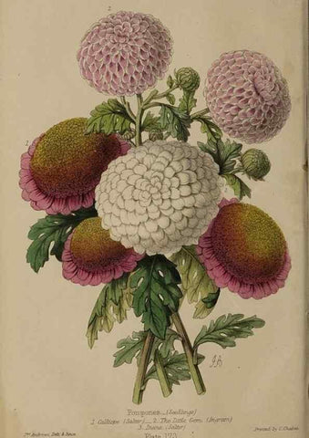 Reproducción/Reproduction 32729713698: The florist, fruitist, and garden miscellany.. London :Chapman and Hall,1852-. 