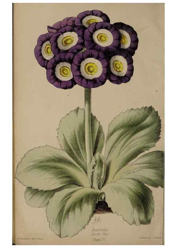 Reproducción/Reproduction 45689439935: The florist, fruitist, and garden miscellany.. London :Chapman and Hall,1852-. 