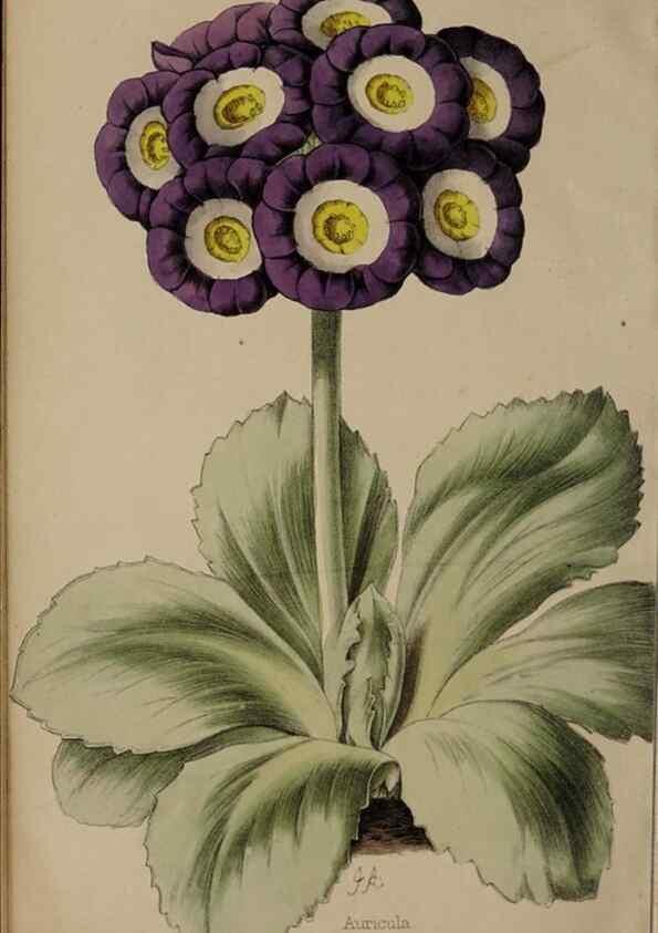 Reproducción/Reproduction 45689439935: The florist, fruitist, and garden miscellany.. London :Chapman and Hall,1852-. 