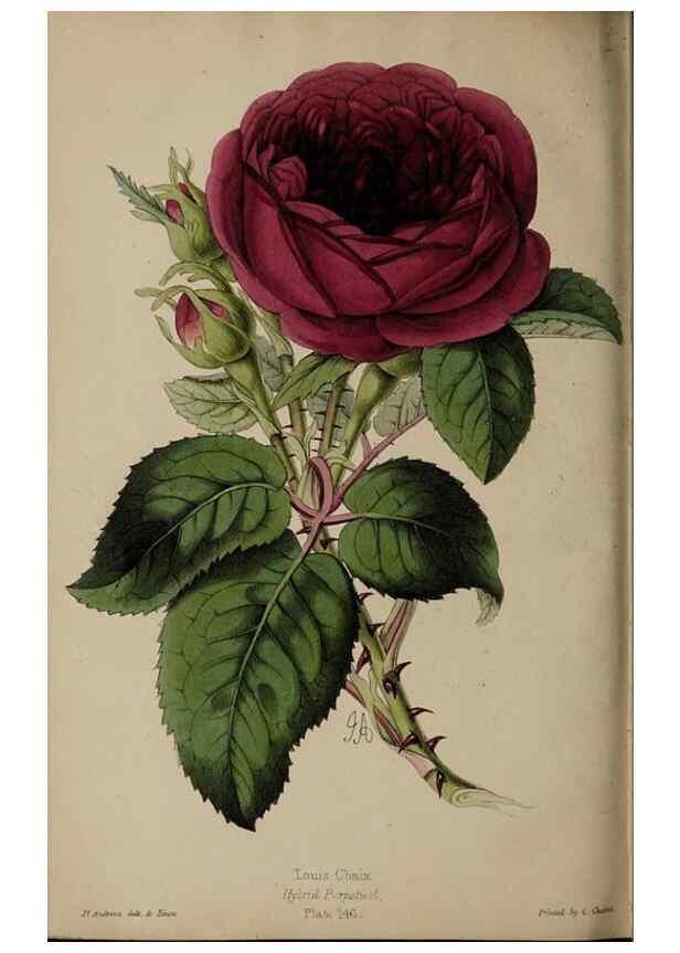 Reproducción/Reproduction 39638412073: The florist, fruitist, and garden miscellany.. London :Chapman and Hall,1852-. 