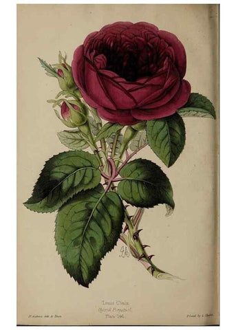 Reproducción/Reproduction 39638412073: The florist, fruitist, and garden miscellany.. London :Chapman and Hall,1852-. 
