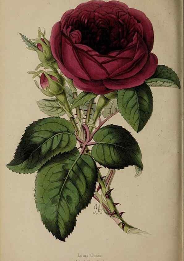 Reproducción/Reproduction 39638412073: The florist, fruitist, and garden miscellany.. London :Chapman and Hall,1852-. 