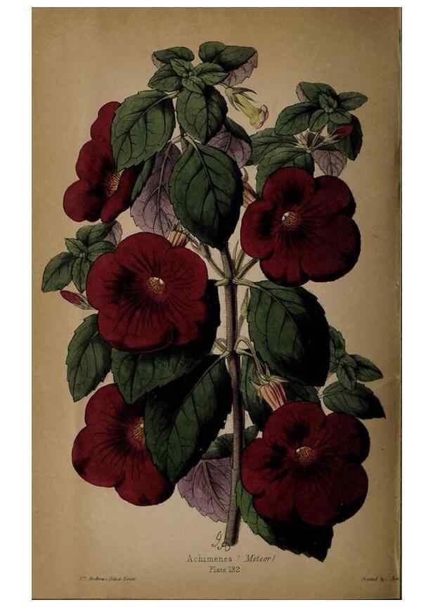 Reproducción/Reproduction 32729377538: The florist, fruitist, and garden miscellany.. London :Chapman and Hall,1852-. 