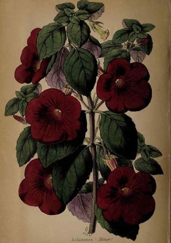 Reproducción/Reproduction 32729377538: The florist, fruitist, and garden miscellany.. London :Chapman and Hall,1852-. 