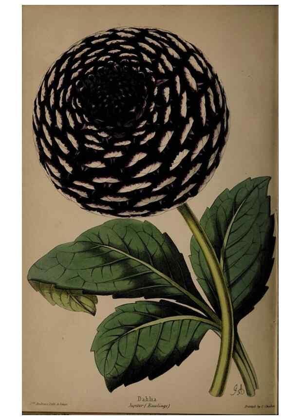 Reproducción/Reproduction 45879177764: The florist, fruitist, and garden miscellany.. London :Chapman and Hall,1852-. 