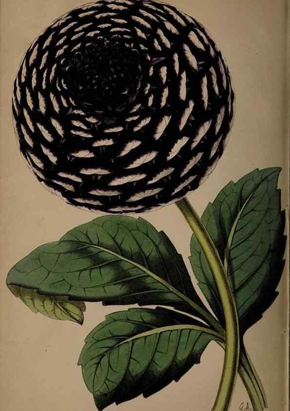 Reproducción/Reproduction 45879177764: The florist, fruitist, and garden miscellany.. London :Chapman and Hall,1852-. 