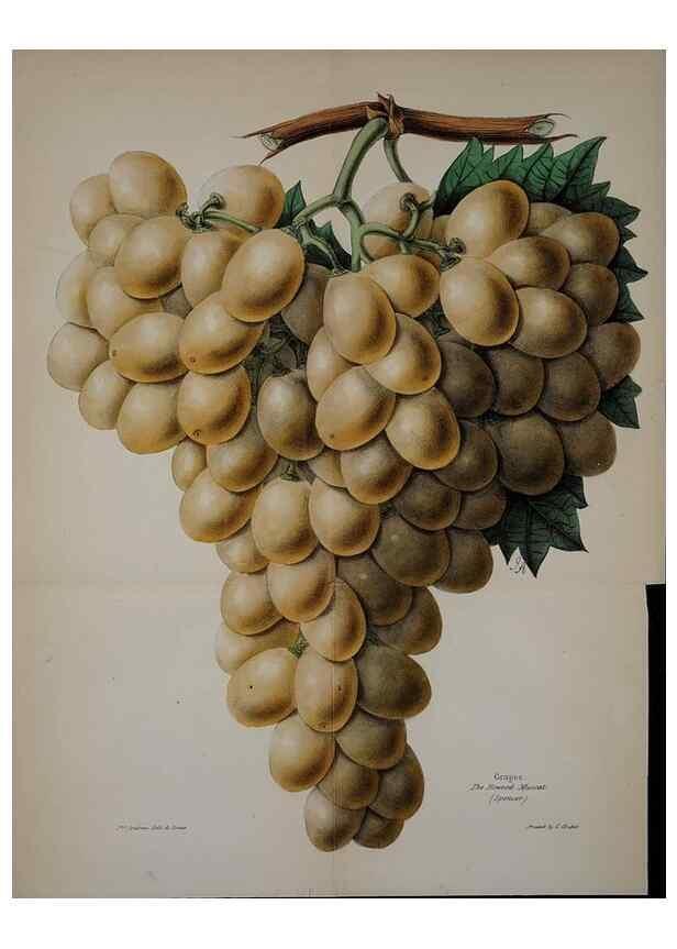 Reproducción/Reproduction 32729456828: The florist, fruitist, and garden miscellany.. London :Chapman and Hall,1852-. 