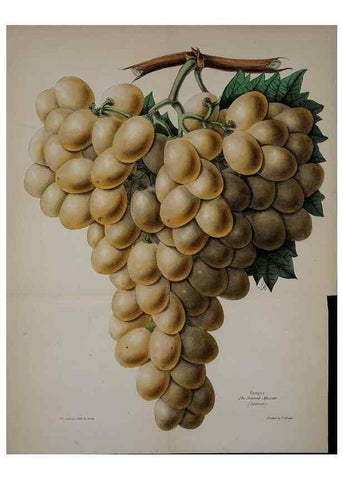 Reproducción/Reproduction 32729456828: The florist, fruitist, and garden miscellany.. London :Chapman and Hall,1852-. 