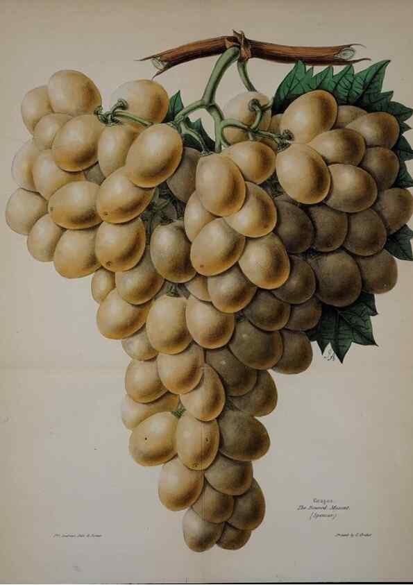 Reproducción/Reproduction 32729456828: The florist, fruitist, and garden miscellany.. London :Chapman and Hall,1852-. 