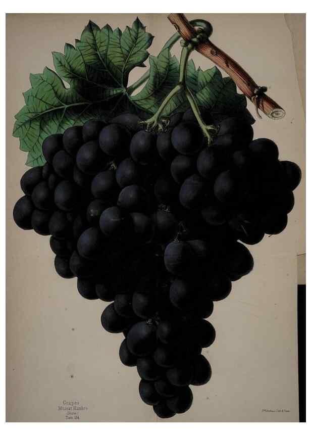 Reproducción/Reproduction 45689330135: The florist, fruitist, and garden miscellany.. London :Chapman and Hall,1852-. 