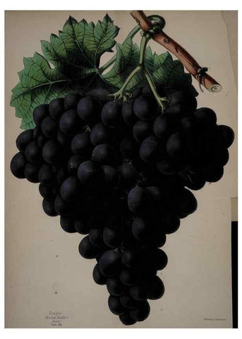 Reproducción/Reproduction 45689330135: The florist, fruitist, and garden miscellany.. London :Chapman and Hall,1852-. 