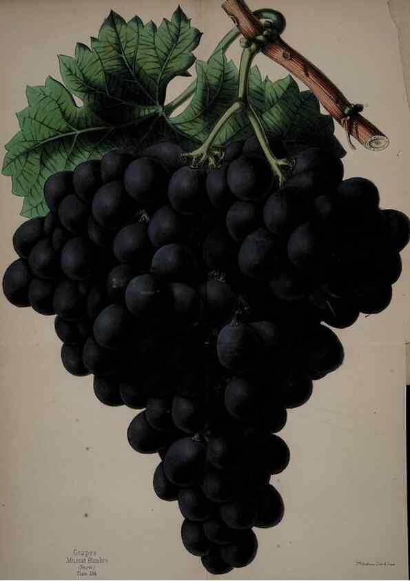 Reproducción/Reproduction 45689330135: The florist, fruitist, and garden miscellany.. London :Chapman and Hall,1852-. 