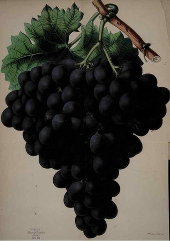 Reproducción/Reproduction 45689330135: The florist, fruitist, and garden miscellany.. London :Chapman and Hall,1852-. 