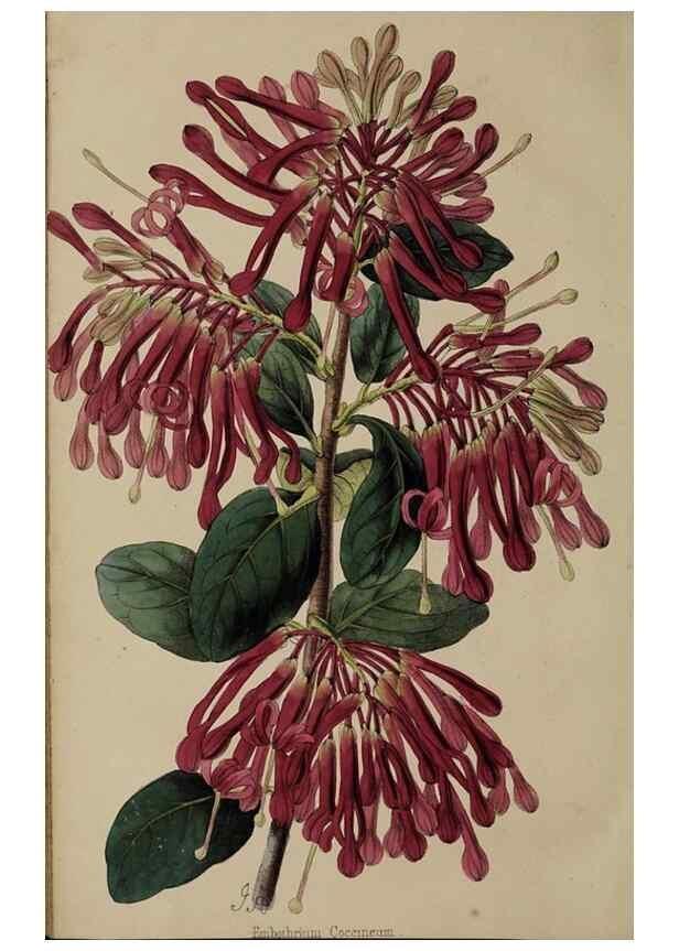 Reproducción/Reproduction 45689331495: The florist, fruitist, and garden miscellany.. London :Chapman and Hall,1852-. 
