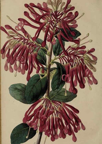 Reproducción/Reproduction 45689331495: The florist, fruitist, and garden miscellany.. London :Chapman and Hall,1852-. 