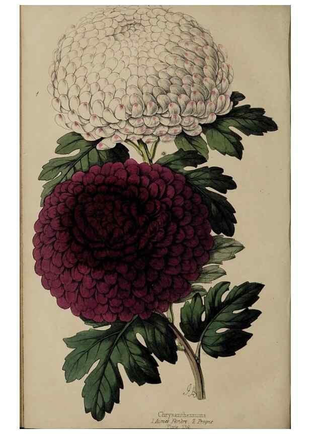 Reproducción/Reproduction 46603615861: The florist, fruitist, and garden miscellany.. London :Chapman and Hall,1852-. 