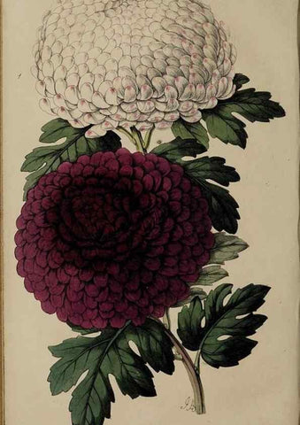 Reproducción/Reproduction 46603615861: The florist, fruitist, and garden miscellany.. London :Chapman and Hall,1852-. 