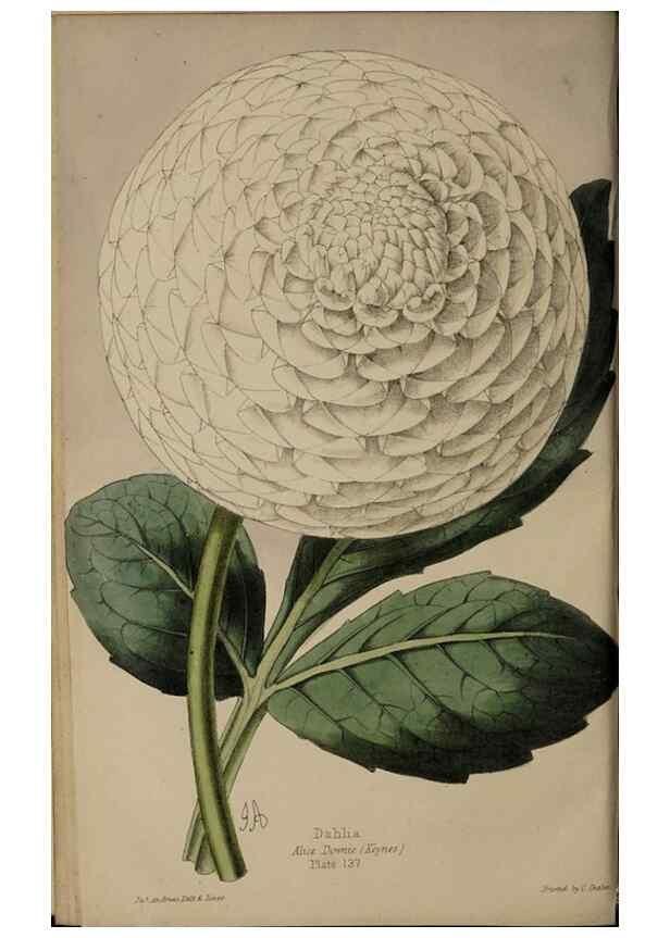Reproducción/Reproduction 45689333955: The florist, fruitist, and garden miscellany.. London :Chapman and Hall,1852-. 