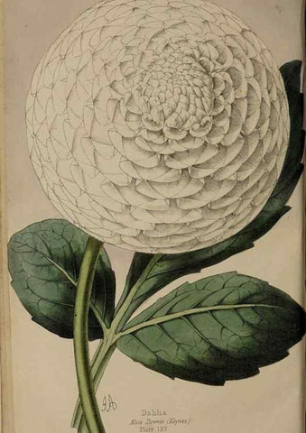 Reproducción/Reproduction 45689333955: The florist, fruitist, and garden miscellany.. London :Chapman and Hall,1852-. 