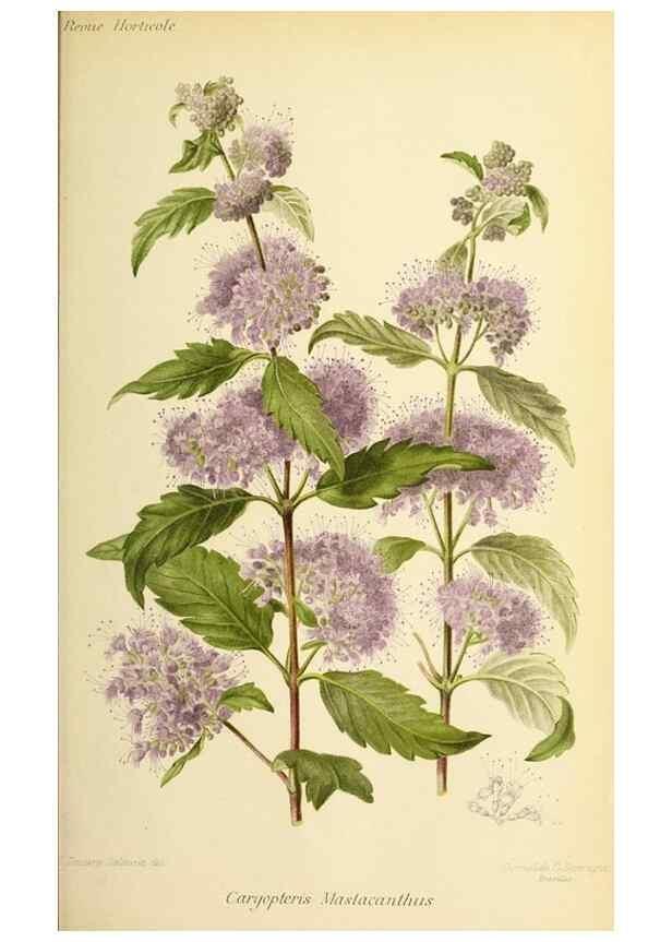 Reproducción/Reproduction 32829649618: Revue horticole.. Paris :Librairie agricole de la maison rustique,1829-1974.. 