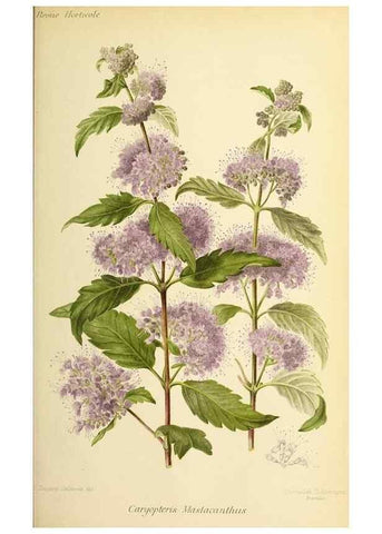 Reproducción/Reproduction 32829649618: Revue horticole.. Paris :Librairie agricole de la maison rustique,1829-1974.. 