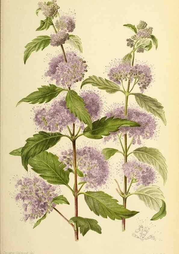Reproducción/Reproduction 32829649618: Revue horticole.. Paris :Librairie agricole de la maison rustique,1829-1974.. 