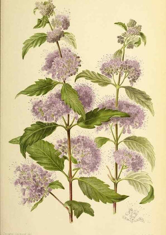 Reproducción/Reproduction 32829649618: Revue horticole.. Paris :Librairie agricole de la maison rustique,1829-1974.. 