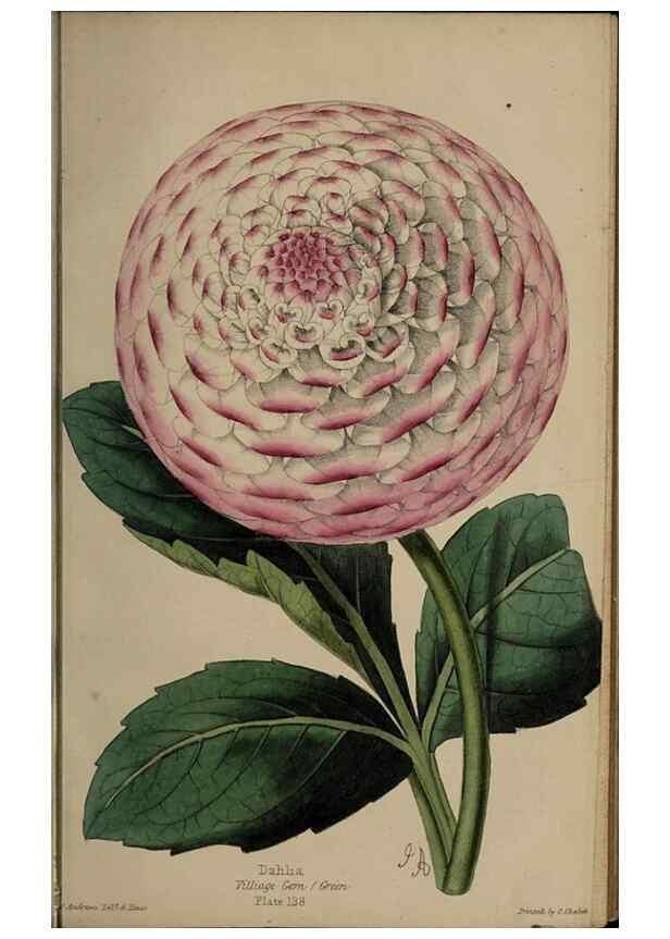 Reproducción/Reproduction 46603617761: The florist, fruitist, and garden miscellany.. London :Chapman and Hall,1852-. 