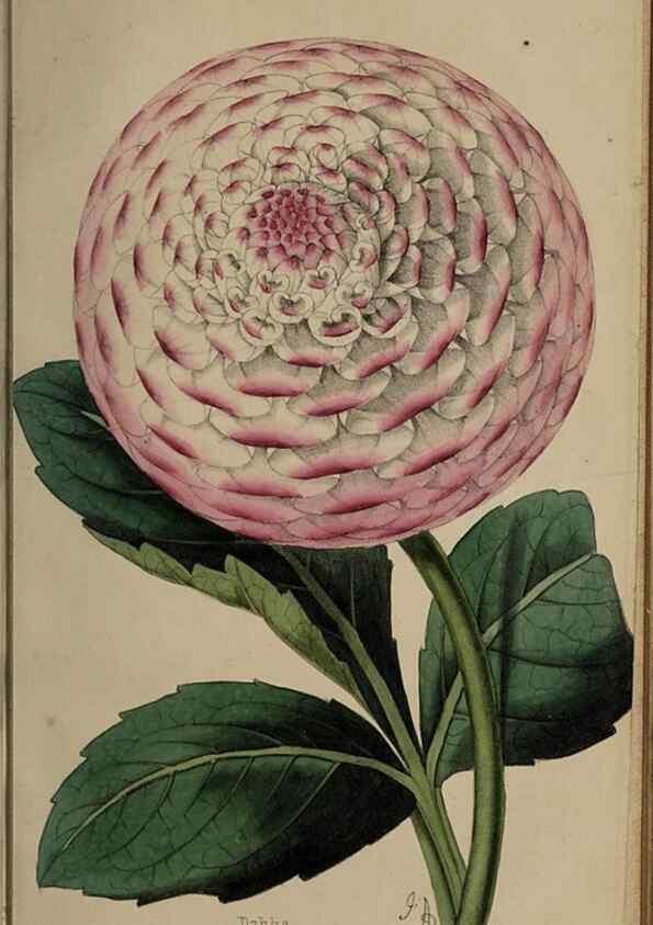Reproducción/Reproduction 46603617761: The florist, fruitist, and garden miscellany.. London :Chapman and Hall,1852-. 