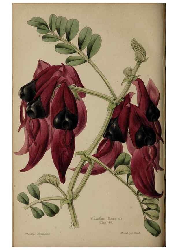 Reproducción/Reproduction 32729584498: The florist, fruitist, and garden miscellany.. London :Chapman and Hall,1852-. 