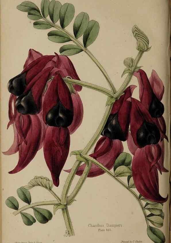 Reproducción/Reproduction 32729584498: The florist, fruitist, and garden miscellany.. London :Chapman and Hall,1852-. 