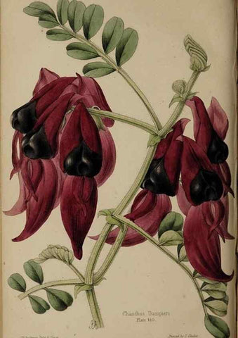 Reproducción/Reproduction 32729584498: The florist, fruitist, and garden miscellany.. London :Chapman and Hall,1852-. 