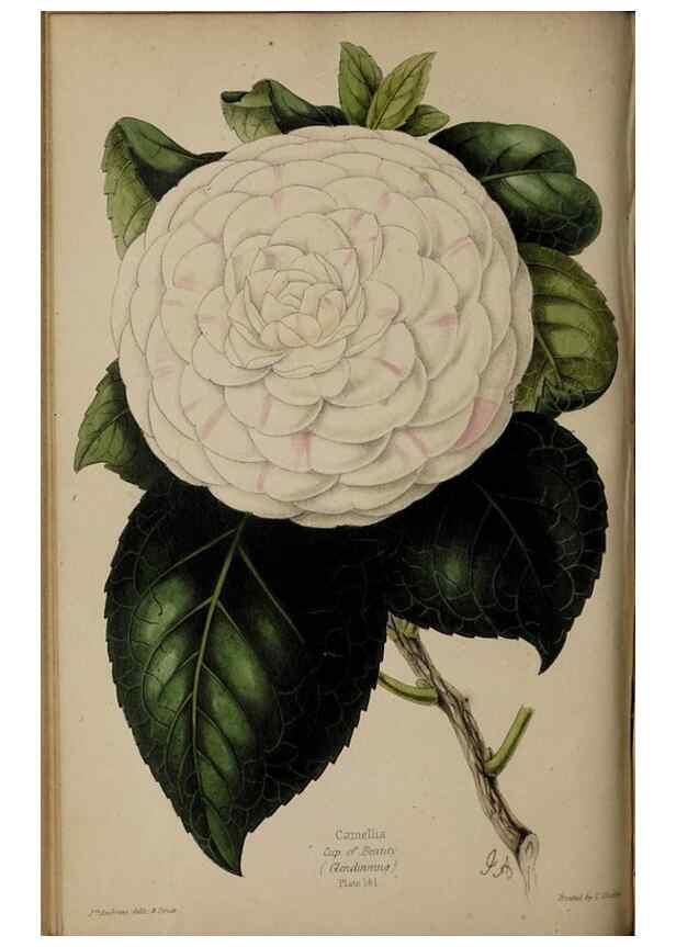 Reproducción/Reproduction 31662578957: The florist, fruitist, and garden miscellany.. London :Chapman and Hall,1852-. 