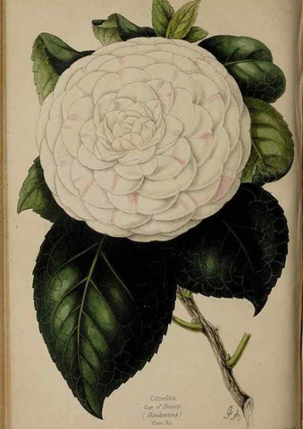 Reproducción/Reproduction 31662578957: The florist, fruitist, and garden miscellany.. London :Chapman and Hall,1852-. 