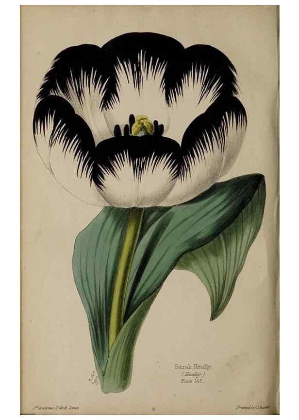 Reproducción/Reproduction 32729586798: The florist, fruitist, and garden miscellany.. London :Chapman and Hall,1852-. 