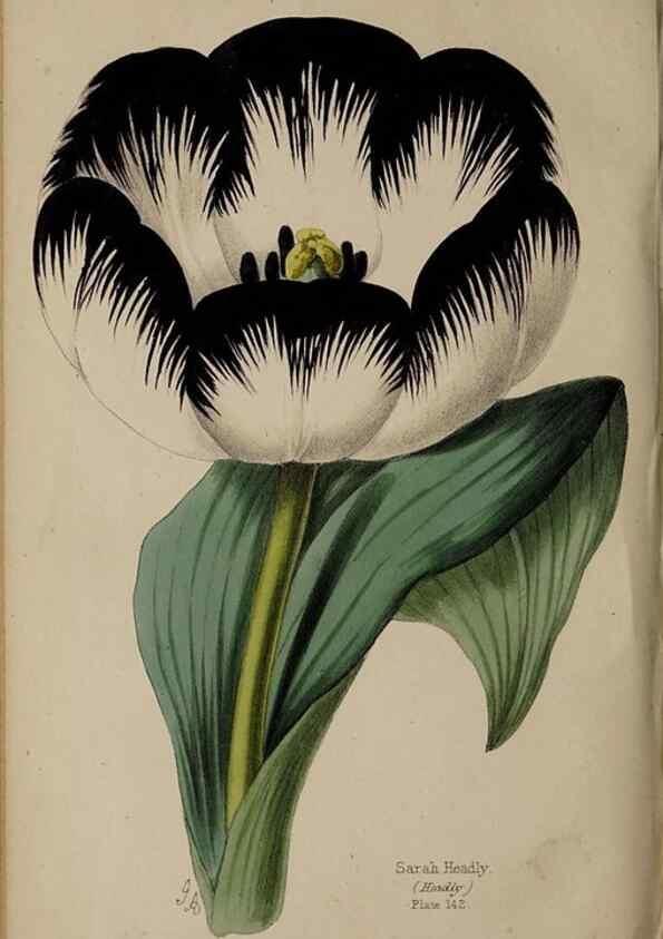 Reproducción/Reproduction 32729586798: The florist, fruitist, and garden miscellany.. London :Chapman and Hall,1852-. 