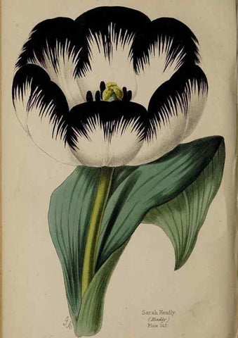 Reproducción/Reproduction 32729586798: The florist, fruitist, and garden miscellany.. London :Chapman and Hall,1852-. 