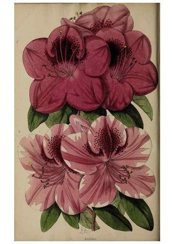 Reproducción/Reproduction 31662580017: The florist, fruitist, and garden miscellany.. London :Chapman and Hall,1852-. 