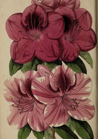 Reproducción/Reproduction 31662580017: The florist, fruitist, and garden miscellany.. London :Chapman and Hall,1852-. 