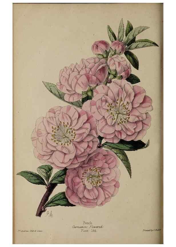 Reproducción/Reproduction 46603622031: The florist, fruitist, and garden miscellany.. London :Chapman and Hall,1852-. 