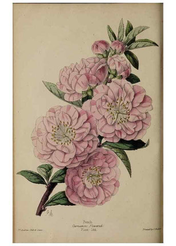 Reproducción/Reproduction 46603622031: The florist, fruitist, and garden miscellany.. London :Chapman and Hall,1852-. 