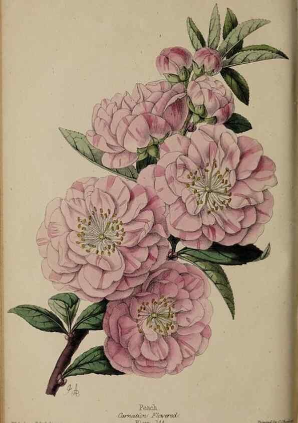 Reproducción/Reproduction 46603622031: The florist, fruitist, and garden miscellany.. London :Chapman and Hall,1852-. 