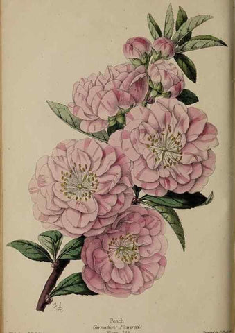 Reproducción/Reproduction 46603622031: The florist, fruitist, and garden miscellany.. London :Chapman and Hall,1852-. 