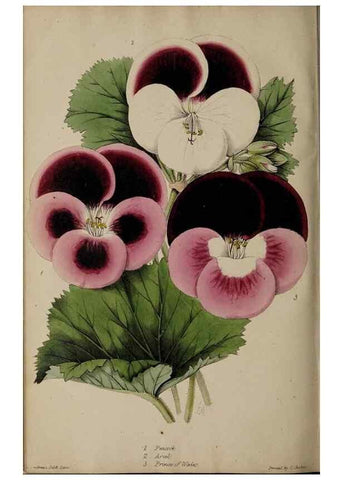 Reproducción/Reproduction 45689344405: The florist, fruitist, and garden miscellany.. London :Chapman and Hall,1852-. 