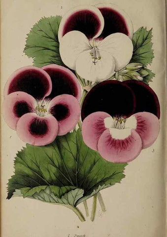 Reproducción/Reproduction 45689344405: The florist, fruitist, and garden miscellany.. London :Chapman and Hall,1852-. 
