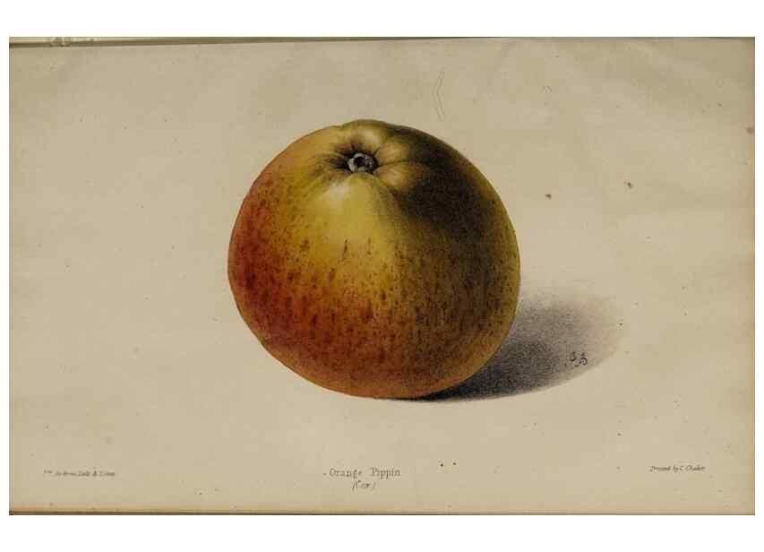Reproducción/Reproduction 45879389714: The florist, fruitist, and garden miscellany.. London :Chapman and Hall,1852-. 