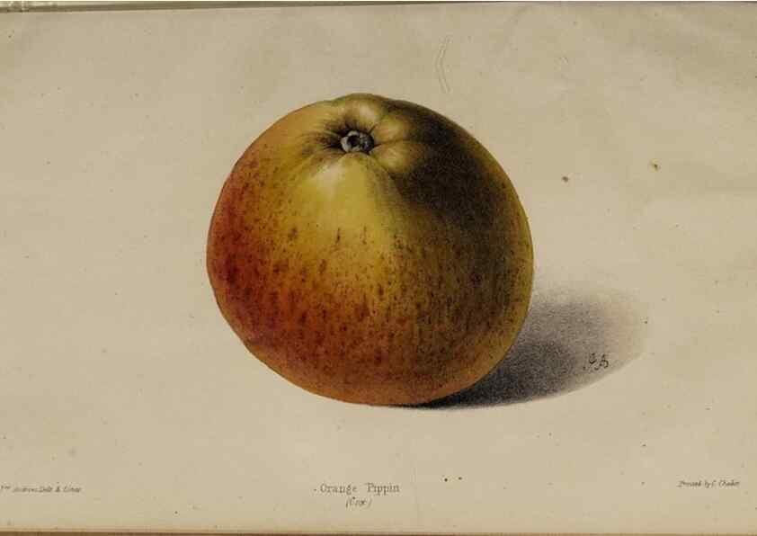Reproducción/Reproduction 45879389714: The florist, fruitist, and garden miscellany.. London :Chapman and Hall,1852-. 
