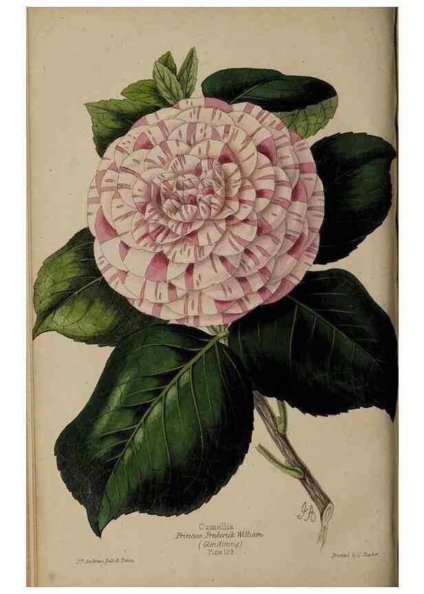Reproducción/Reproduction 39638400853: The florist, fruitist, and garden miscellany.. London :Chapman and Hall,1852-. 